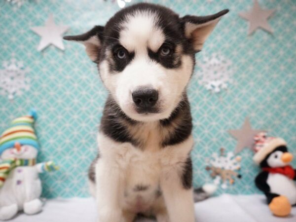 Siberian Husky DOG Female Black / White 20849 Petland Racine, Wisconsin