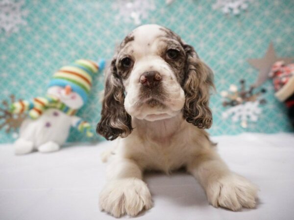 Cocker Spaniel DOG Female CHOC PARTI MERLE 20859 Petland Racine, Wisconsin