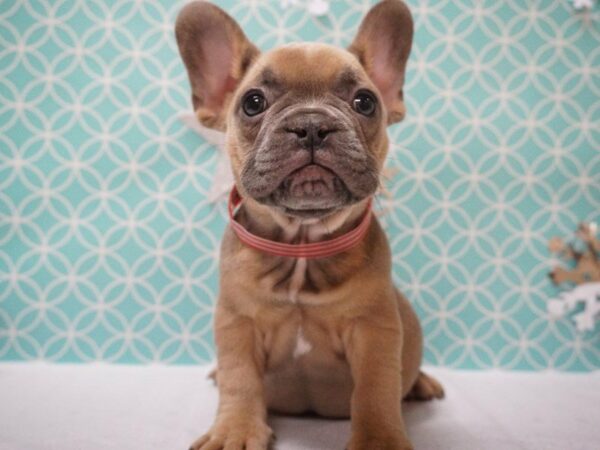 French Bulldog DOG Female BLUE FAWN 20860 Petland Racine, Wisconsin