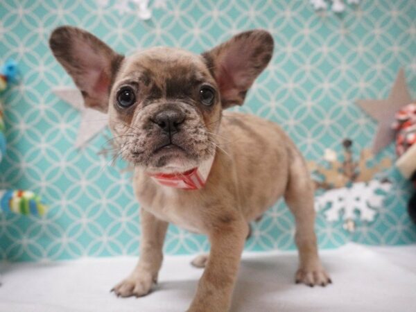 French Bulldog DOG Male MERLE 20861 Petland Racine, Wisconsin