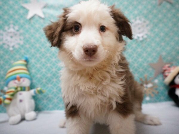 Miniature Australian Shepherd DOG Female CHOC/WH 20858 Petland Racine, Wisconsin