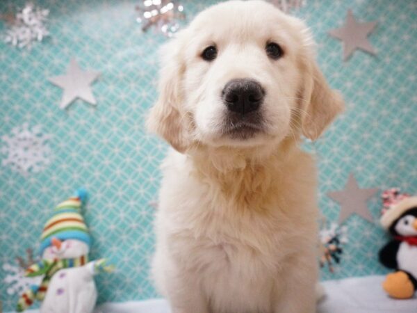 Golden Retriever DOG Male Light Golden 20839 Petland Racine, Wisconsin