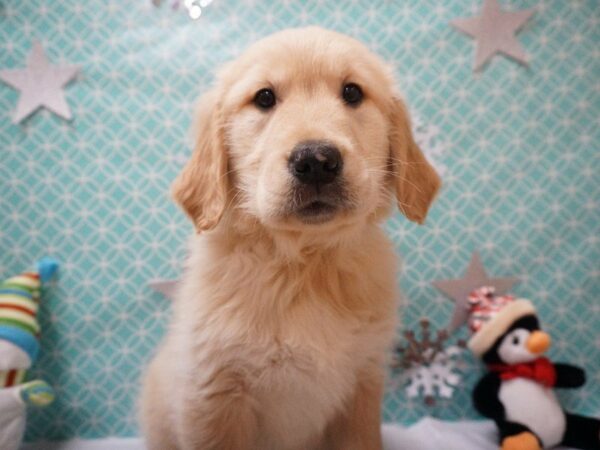 Golden Retriever DOG Female Light Golden 20843 Petland Racine, Wisconsin