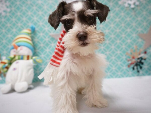 Miniature Schnauzer DOG Male Chocolate 20847 Petland Racine, Wisconsin