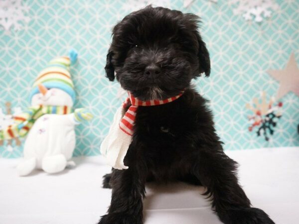 Mini Whoodle-DOG-Female-Black-20856-Petland Racine, Wisconsin