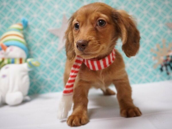 Dachshund DOG Female Wild Boar 20846 Petland Racine, Wisconsin