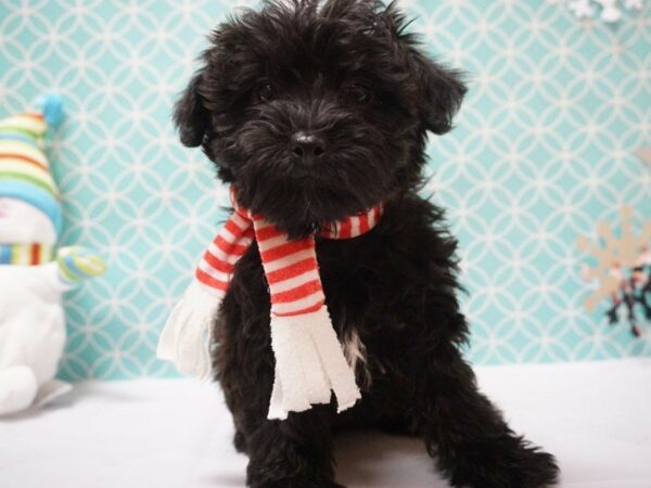 Yorkiepoo DOG Male Black / White 20854 Petland Racine, Wisconsin