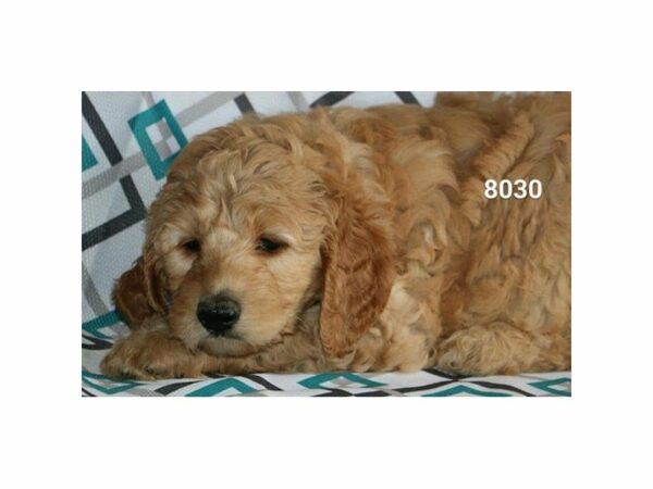 Goldendoodle 2nd Gen DOG Female Golden 20889 Petland Racine, Wisconsin