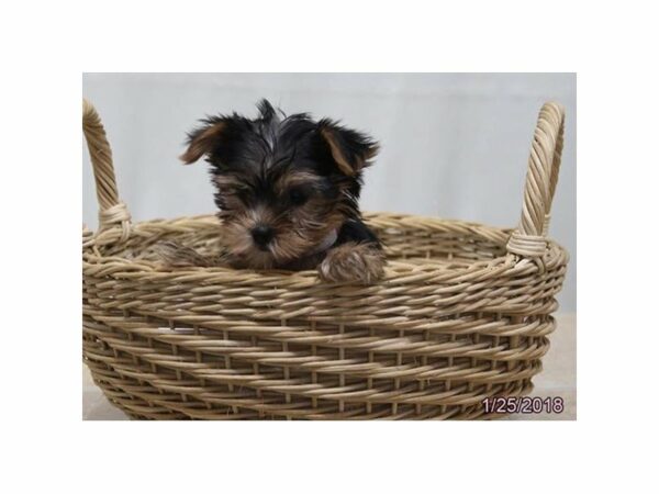 Yorkshire Terrier DOG Female Black / Tan 20884 Petland Racine, Wisconsin