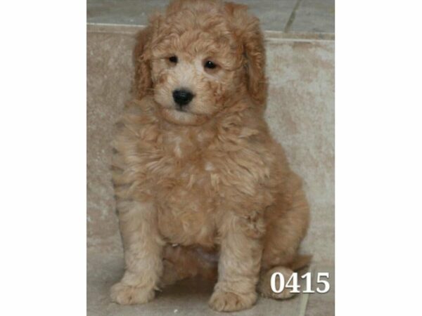 Mini Goldendoodle DOG Female Red 20887 Petland Racine, Wisconsin