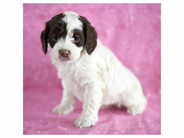 Cock A Poo DOG Female Chocolate 20888 Petland Racine, Wisconsin