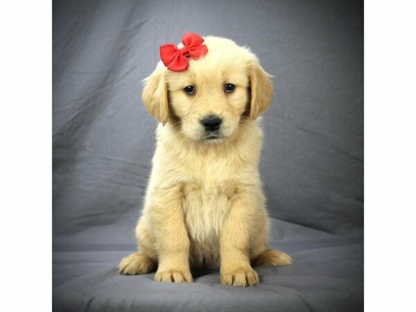 Golden Retriever DOG Female Golden 20897 Petland Racine, Wisconsin