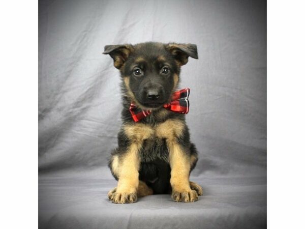 German Shepherd DOG Male Black / Tan 20896 Petland Racine, Wisconsin