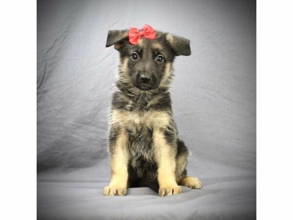 German Shepherd DOG Female Black / Tan 20895 Petland Racine, Wisconsin