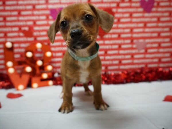 Papillon/Dachshund DOG Female RED S.H. 20899 Petland Racine, Wisconsin