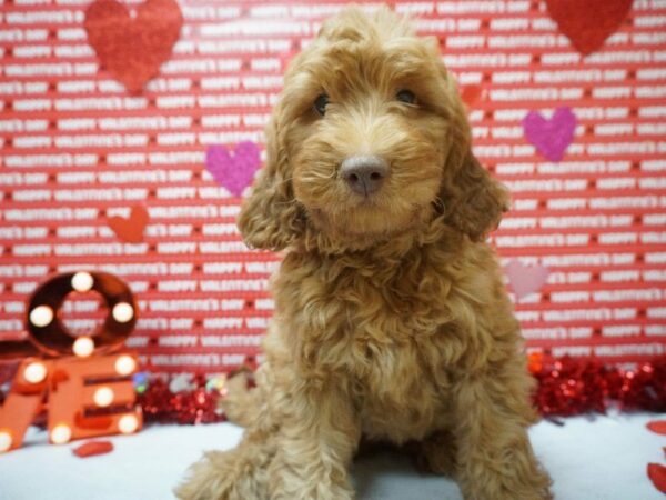 Mini Goldendoodle 2nd Gen DOG Male RED 20903 Petland Racine, Wisconsin