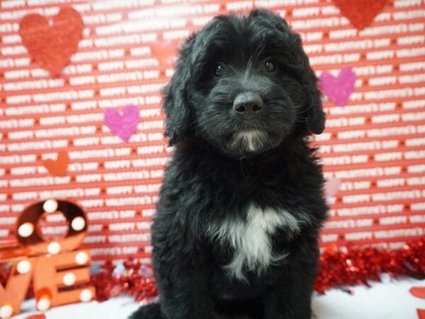 Mini Bernadoodle-DOG-Male-BLK-20902-Petland Racine, Wisconsin