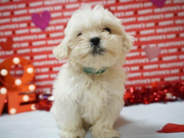 Malshi-DOG-Male-BUFF/WH-20901-Petland Racine, Wisconsin