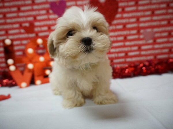 Malshi-DOG-Male-BUFF/WH-20900-Petland Racine, Wisconsin