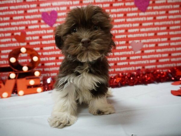 Havanese DOG Male CHOC/WH 20898 Petland Racine, Wisconsin