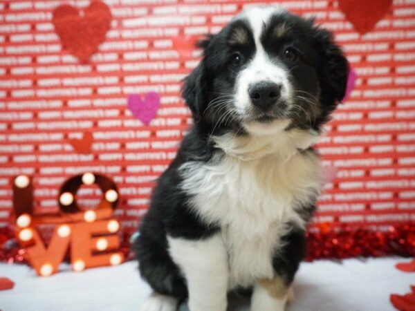 Australian Shepherd DOG Female Black White / Tan 20880 Petland Racine, Wisconsin