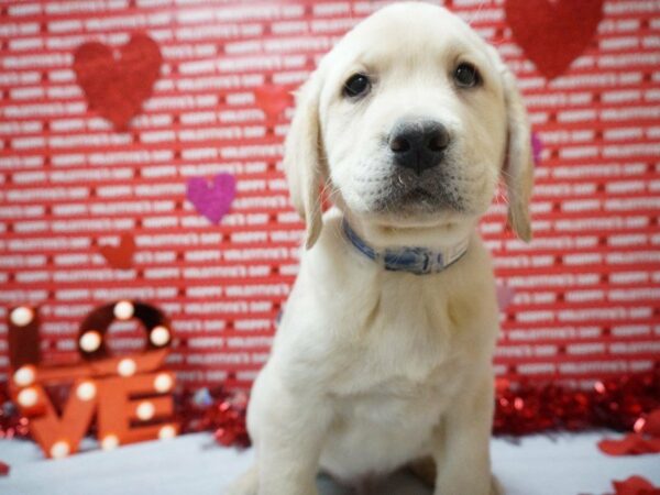 Labrador Retriever DOG Male Yellow 20877 Petland Racine, Wisconsin