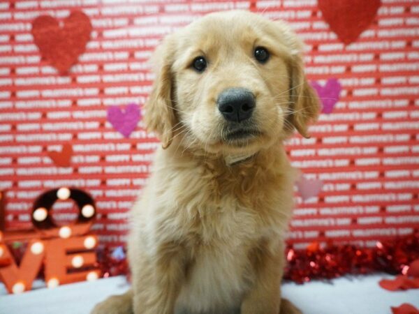 Golden Retriever-DOG-Male-Dark Golden-20883-Petland Racine, Wisconsin
