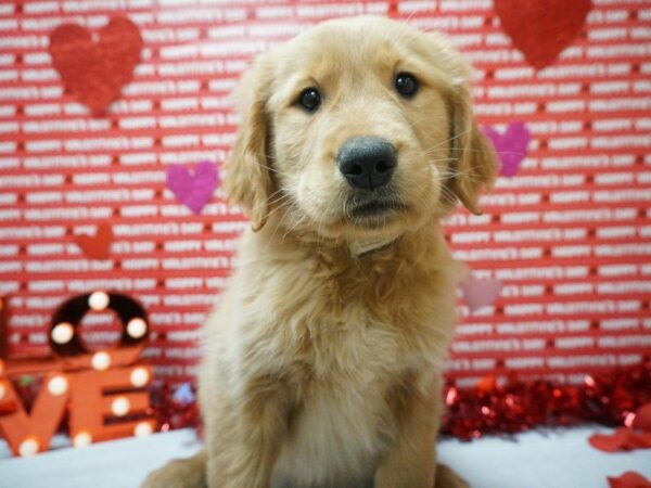 Golden Retriever DOG Male Dark Golden 20883 Petland Racine, Wisconsin