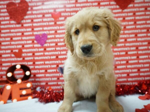 Golden Retriever DOG Female Golden 20885 Petland Racine, Wisconsin