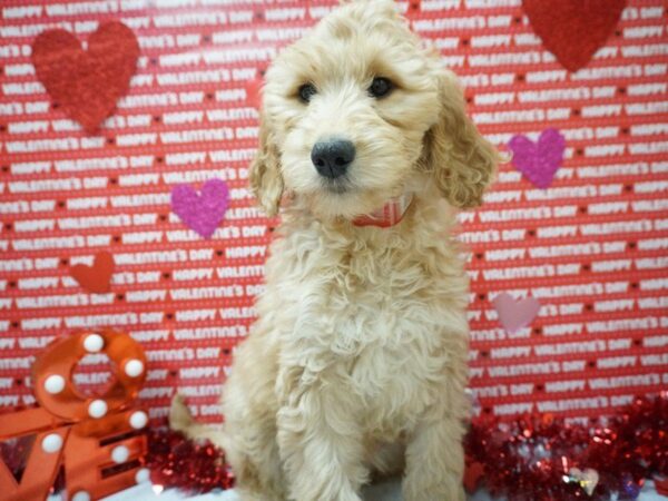 Mini Labradoodle DOG Female APCT 20891 Petland Racine, Wisconsin