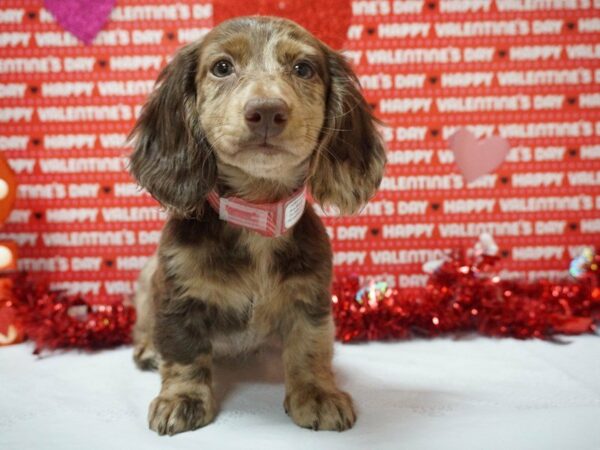 Dachshund DOG Female Brown / Tan 20878 Petland Racine, Wisconsin