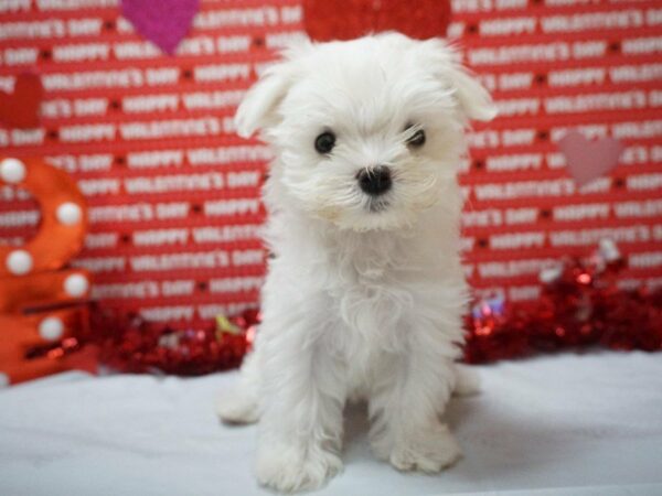 Maltese DOG Female White 20882 Petland Racine, Wisconsin