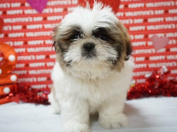 Peketzu DOG Female Red / White 20886 Petland Racine, Wisconsin