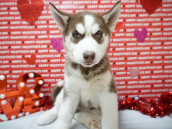 Siberian Husky DOG Female Red / White 20881 Petland Racine, Wisconsin