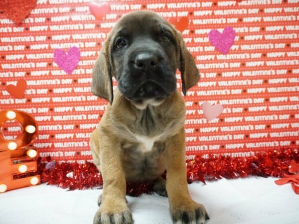 English Mastiff DOG Female APCT W/ BLK MASK 20894 Petland Racine, Wisconsin