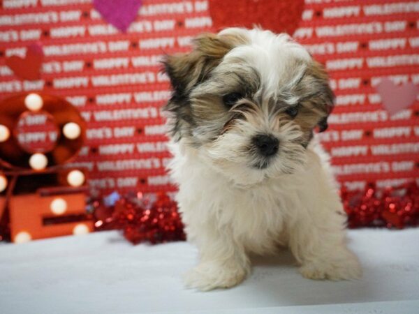 Malshi DOG Female WH/GLD 20893 Petland Racine, Wisconsin