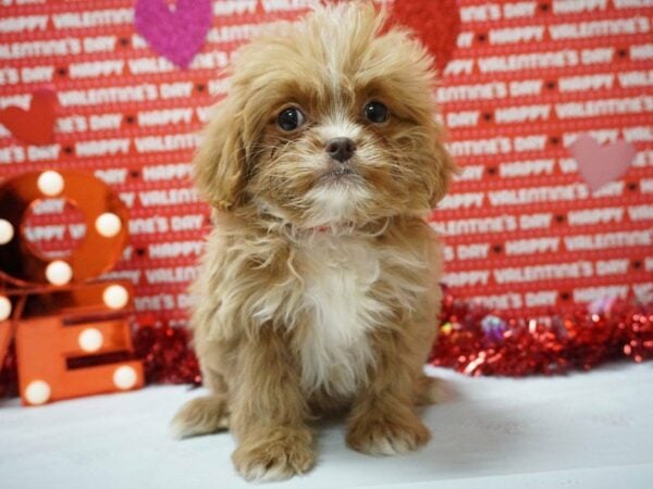 Poochin DOG Female APCT 20892 Petland Racine, Wisconsin