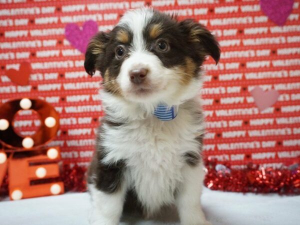 Miniature Australian Shepherd DOG Male CHOC/WH 20890 Petland Racine, Wisconsin