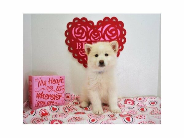 Siberian Shepherd-DOG-Female-Cream / White-20912-Petland Racine, Wisconsin