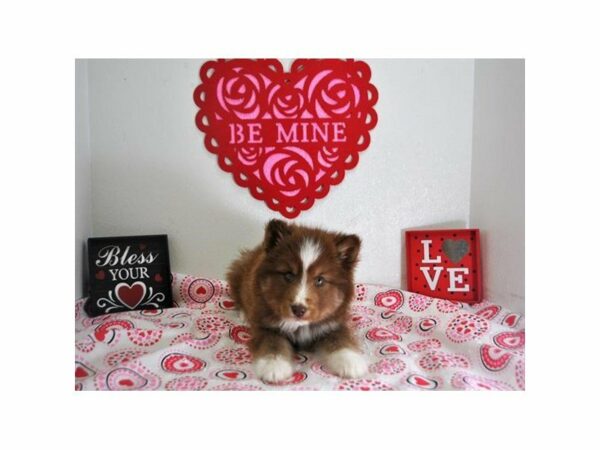 Siberian Shepherd DOG Male Red / White 20911 Petland Racine, Wisconsin