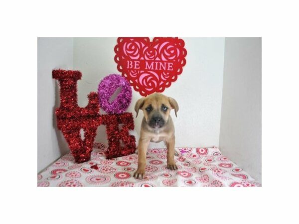 Cane Corso-DOG-Female-Blue Fawn-20907-Petland Racine, Wisconsin