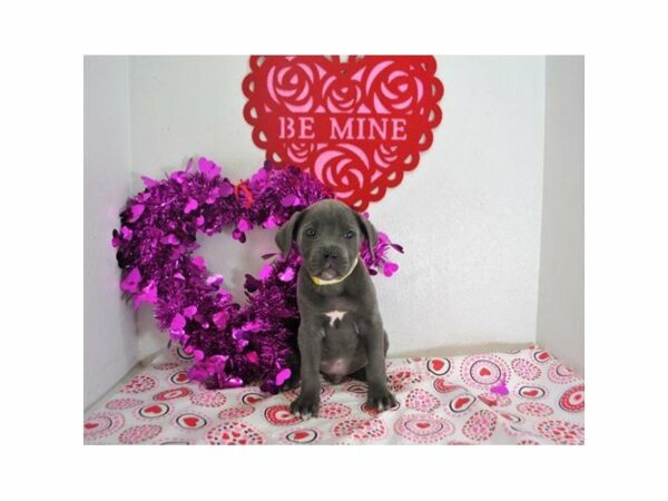 Cane Corso DOG Male Blue 20906 Petland Racine, Wisconsin