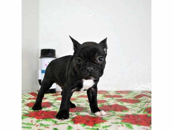 Frenchton DOG Male Black 20913 Petland Racine, Wisconsin