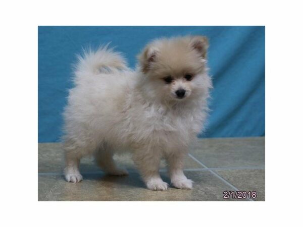 Pomeranian DOG Male Cream 20920 Petland Racine, Wisconsin