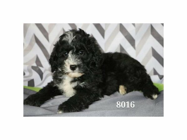 Mini Bernadoodle DOG Female Black / White 20914 Petland Racine, Wisconsin