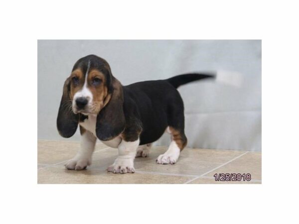 Basset Hound DOG Male Tri-Colored 20918 Petland Racine, Wisconsin