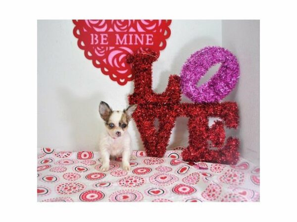 Chihuahua DOG Female Red Merle 20910 Petland Racine, Wisconsin