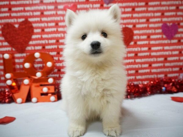 American Eskimo DOG Female WHITE 20934 Petland Racine, Wisconsin