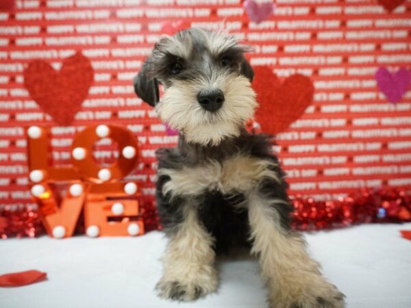 Schnoodle DOG Female BLK/TAN 20933 Petland Racine, Wisconsin