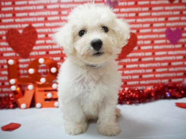 Bichon Frise DOG Female WHITE 20931 Petland Racine, Wisconsin